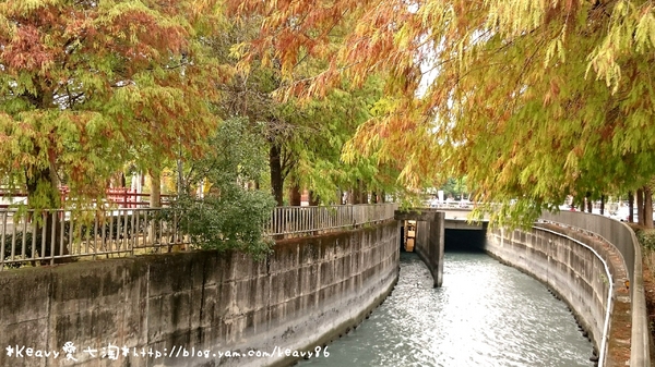 林內農田水利文物陳列館:■雲林■林內,【農田水利文物陳列館區】有北國落羽松風情。