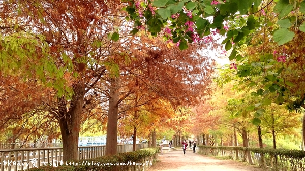 林內農田水利文物陳列館:■雲林■林內,【農田水利文物陳列館區】有北國落羽松風情。