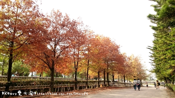 林內農田水利文物陳列館:■雲林■林內,【農田水利文物陳列館區】有北國落羽松風情。