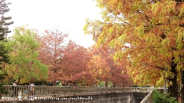 林內農田水利文物陳列館:■雲林■林內,【農田水利文物陳列館區】有北國落羽松風情。