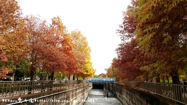 林內農田水利文物陳列館:■雲林■林內,【農田水利文物陳列館區】有北國落羽松風情。