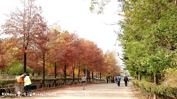 林內農田水利文物陳列館:■雲林■林內,【農田水利文物陳列館區】有北國落羽松風情。