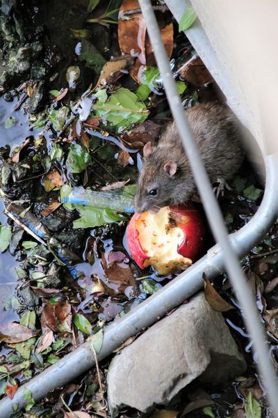 日藥本舖江戶村博物館：【新竹市景點】日藥本舖江戶村博物館~打造江戶村懷舊街道場景，忍者修道館，U虎神社，免費參觀