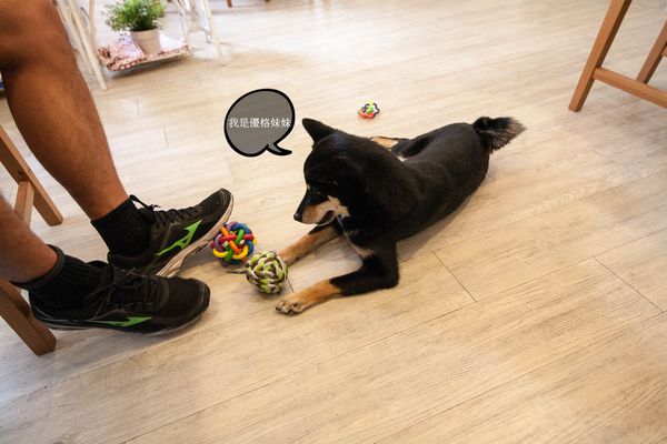 [吃喝]歡迎光臨毛小孩的聚會所～Two Puppies寵物友善餐廳。