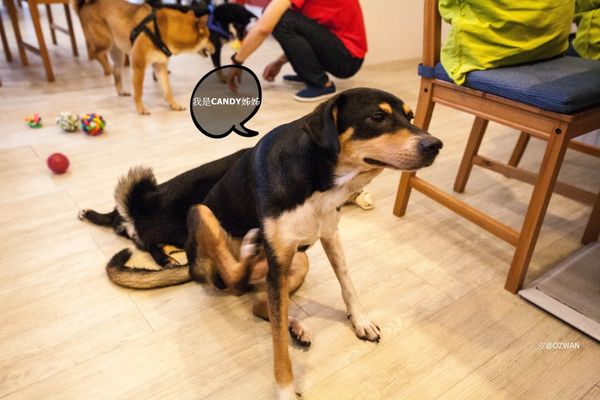 [吃喝]歡迎光臨毛小孩的聚會所～Two Puppies寵物友善餐廳。