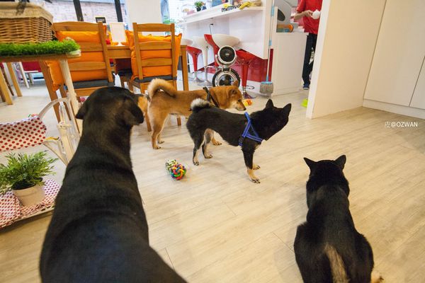 [吃喝]歡迎光臨毛小孩的聚會所～Two Puppies寵物友善餐廳。