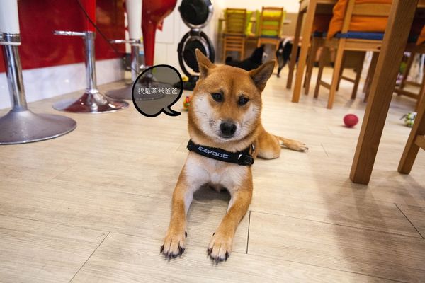 [吃喝]歡迎光臨毛小孩的聚會所～Two Puppies寵物友善餐廳。