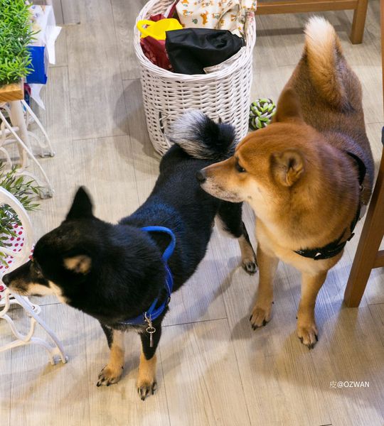 [吃喝]歡迎光臨毛小孩的聚會所～Two Puppies寵物友善餐廳。