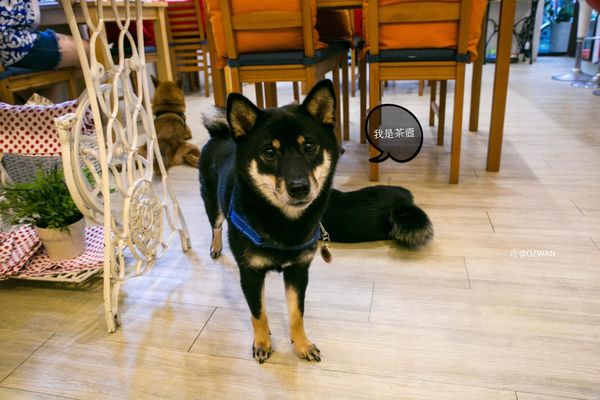 [吃喝]歡迎光臨毛小孩的聚會所～Two Puppies寵物友善餐廳。