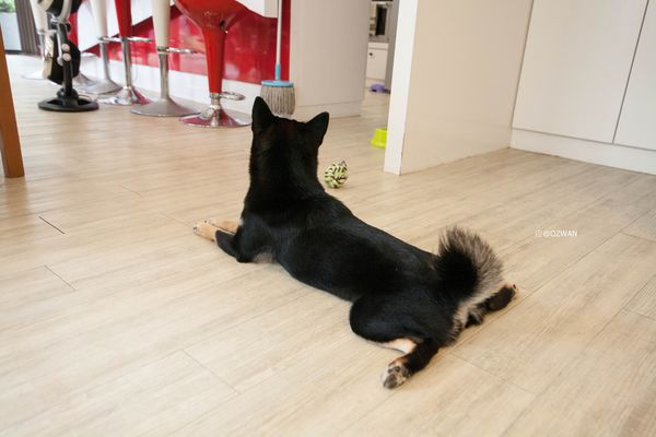 [吃喝]歡迎光臨毛小孩的聚會所～Two Puppies寵物友善餐廳。