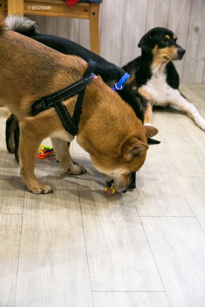 [吃喝]歡迎光臨毛小孩的聚會所～Two Puppies寵物友善餐廳。