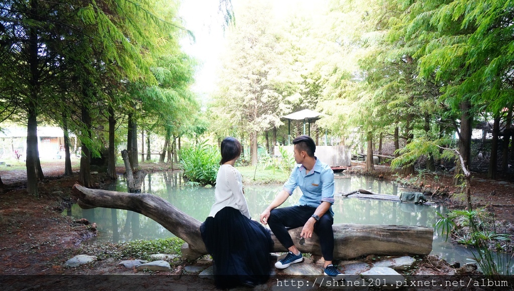 國姓驛站 九佃落羽松小森林 國姓鄉落羽松