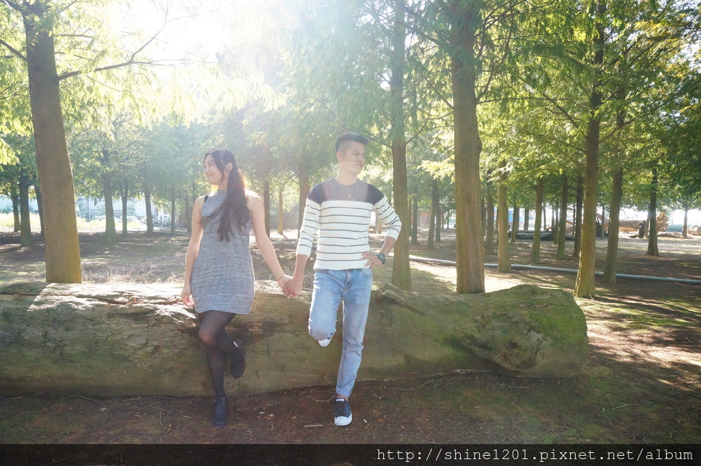 南投市八卦路落羽松森林