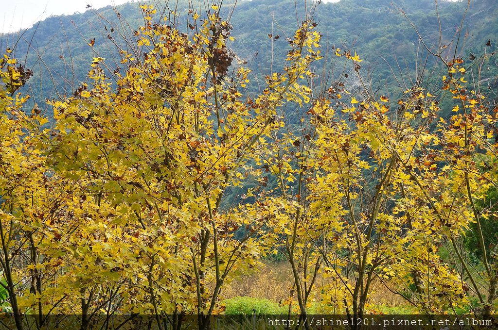 楓林社區黃金楓