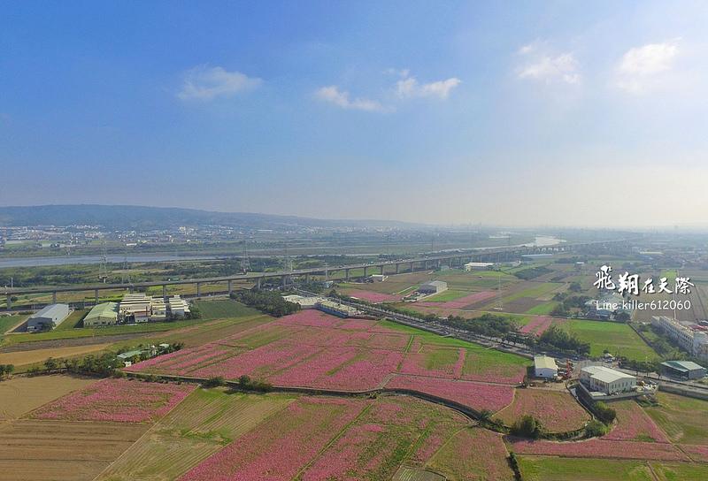 和美波斯菊大道 003