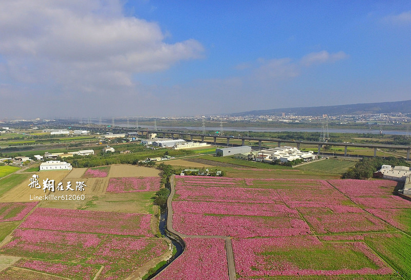 和美波斯菊大道 010