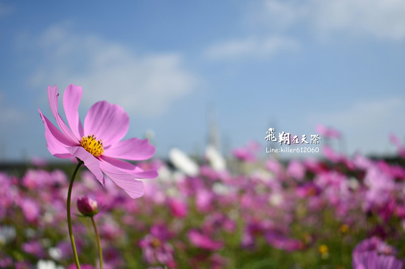 PhotoGrid_1483401632308