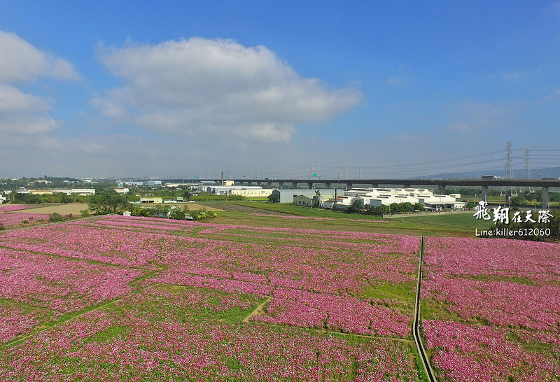 和美波斯菊大道 014