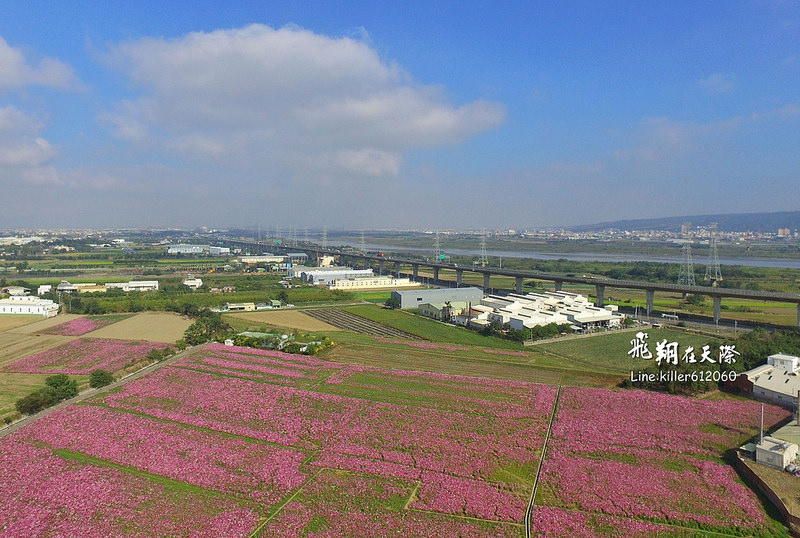 和美波斯菊大道 004