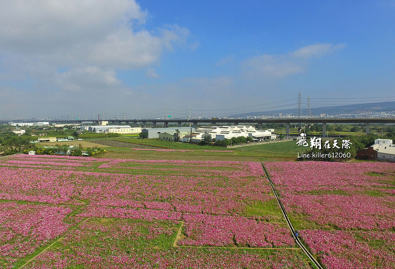 和美波斯菊大道 006