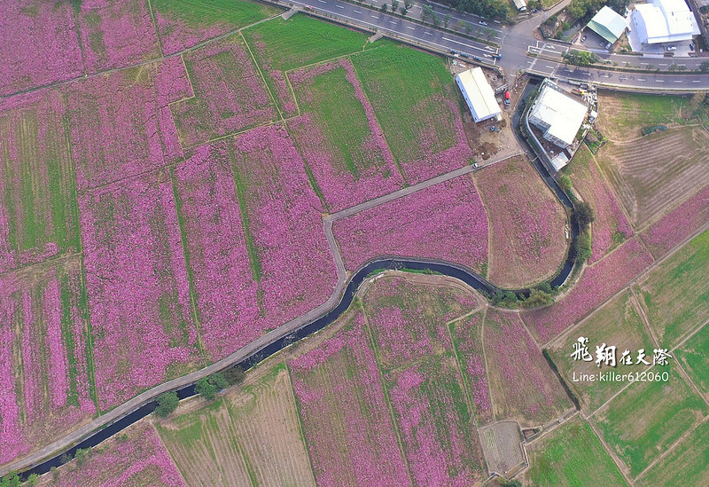 和美波斯菊大道 009