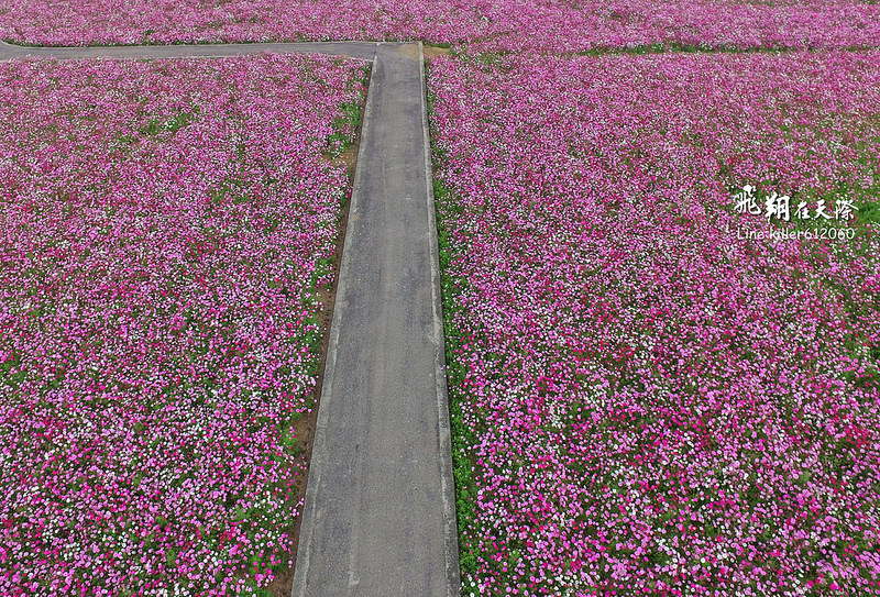 和美波斯菊大道 013