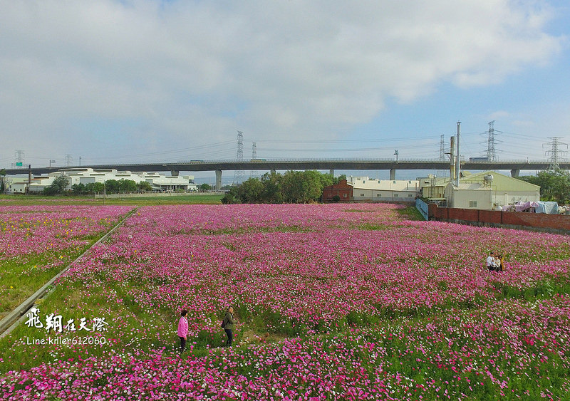 和美波斯菊大道 005