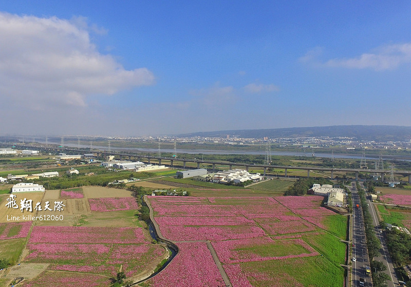 和美波斯菊大道 015