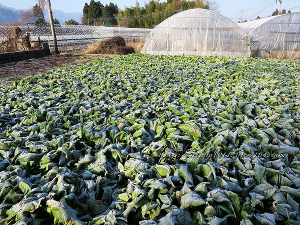 南阿蘇小火車：火車快飛~~  ...南阿蘇鉄道風情.. 田野連川谷‧冷風伴晨曦