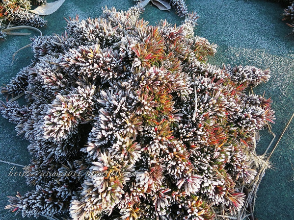 南阿蘇小火車：火車快飛~~  ...南阿蘇鉄道風情.. 田野連川谷‧冷風伴晨曦