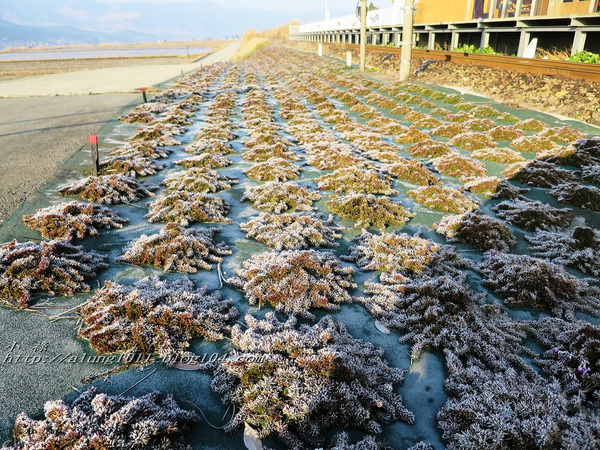 南阿蘇小火車：火車快飛~~  ...南阿蘇鉄道風情.. 田野連川谷‧冷風伴晨曦