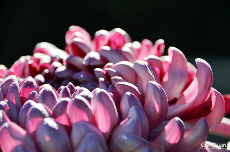 2014士林官邸菊展08.jpg 2014士林官邸菊展08.jpg