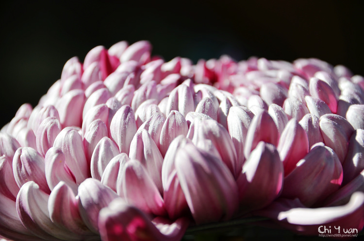 2014士林官邸菊展07.jpg 2014士林官邸菊展07.jpg