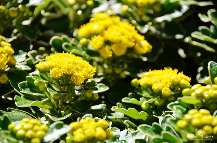 2014士林官邸菊展14.jpg 2014士林官邸菊展14.jpg