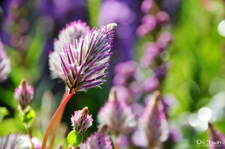 2014士林官邸菊展12.jpg 2014士林官邸菊展12.jpg