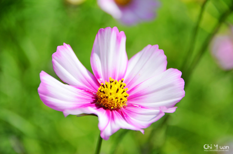 2014士林官邸菊展10.jpg 2014士林官邸菊展10.jpg