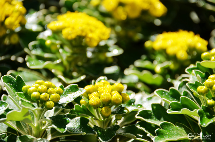 2014士林官邸菊展13.jpg 2014士林官邸菊展13.jpg