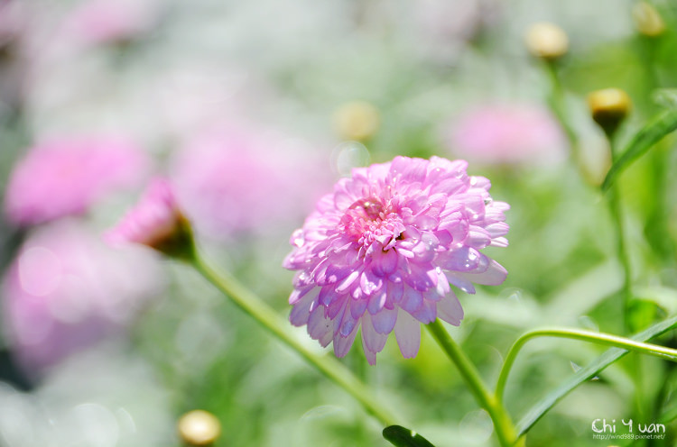 2014士林官邸菊展09.jpg 2014士林官邸菊展09.jpg