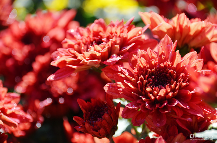 2014士林官邸菊展18.jpg 2014士林官邸菊展18.jpg