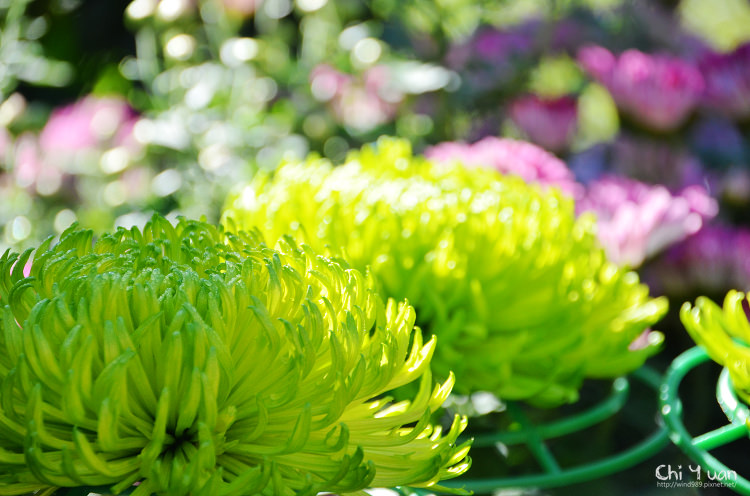 2014士林官邸菊展16.jpg 2014士林官邸菊展16.jpg