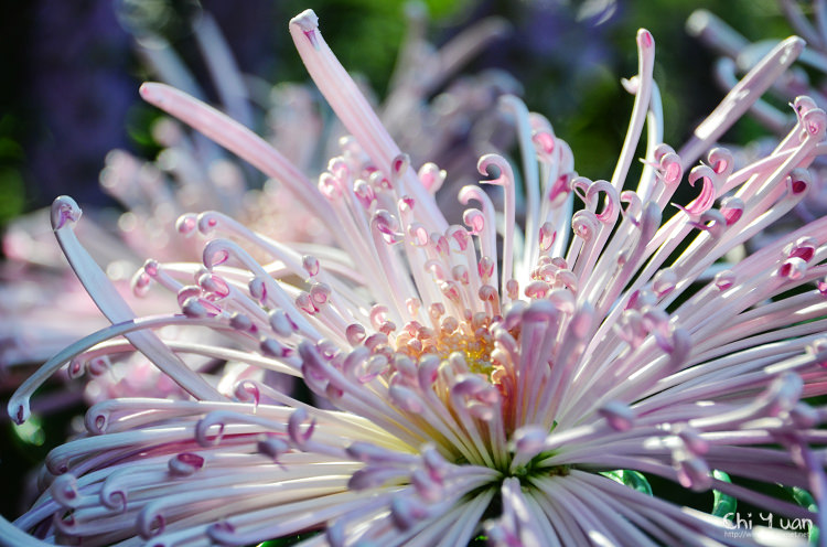 2014士林官邸菊展06.jpg 2014士林官邸菊展06.jpg