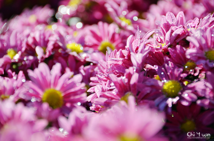 2014士林官邸菊展04.jpg 2014士林官邸菊展04.jpg