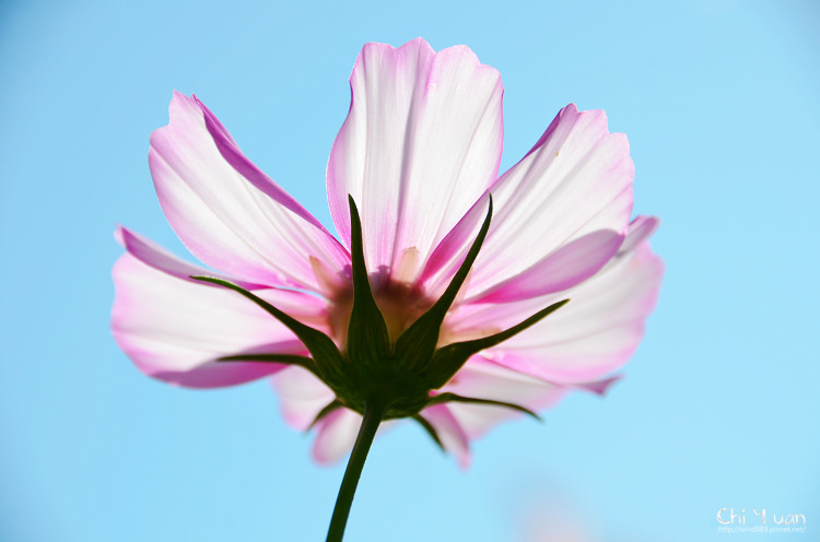 2014士林官邸菊展11.jpg 2014士林官邸菊展11.jpg