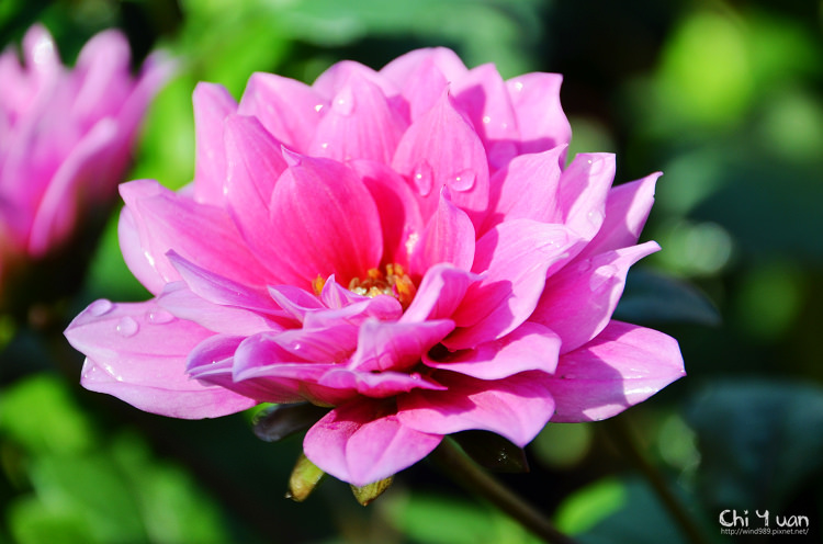 2014士林官邸菊展05.jpg 2014士林官邸菊展05.jpg