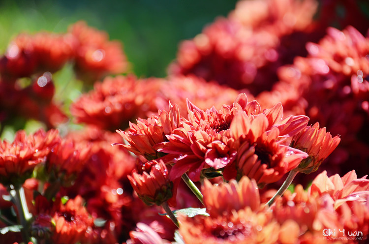 2014士林官邸菊展17.jpg 2014士林官邸菊展17.jpg