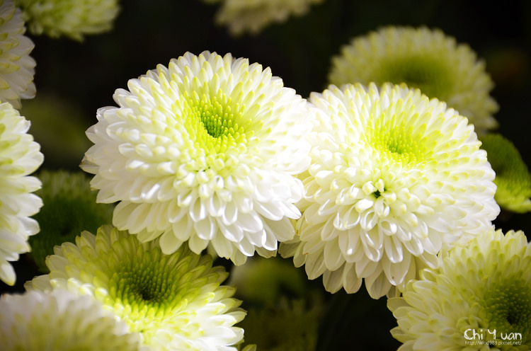 2014士林官邸菊展15.jpg 2014士林官邸菊展15.jpg