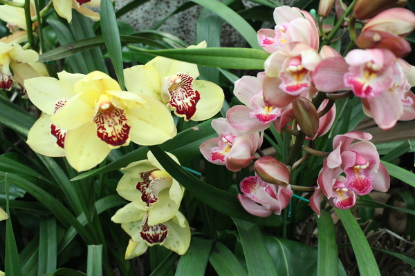 台北市士林区旅游行程推荐士林官邸『士林官邸『春节花卉展』新兰亭