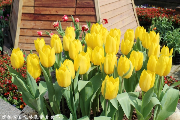 士林官邸：2018士林官邸【鬱金香展】遇見荷蘭/士林景點/捷運士林站