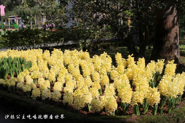 士林官邸：2018士林官邸【鬱金香展】遇見荷蘭/士林景點/捷運士林站