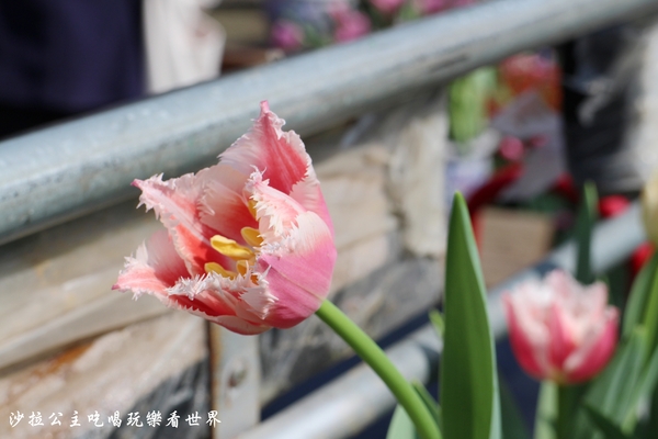 士林官邸：2018士林官邸【鬱金香展】遇見荷蘭/士林景點/捷運士林站